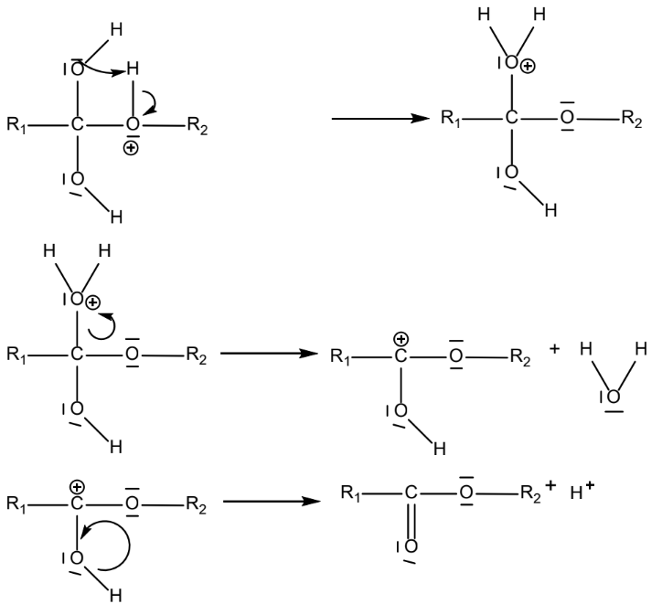 Schematische Darstellung eines mehrstufigen Reaktionsmechanismus an einem Ester mit Pfeilen und Ladezeichen